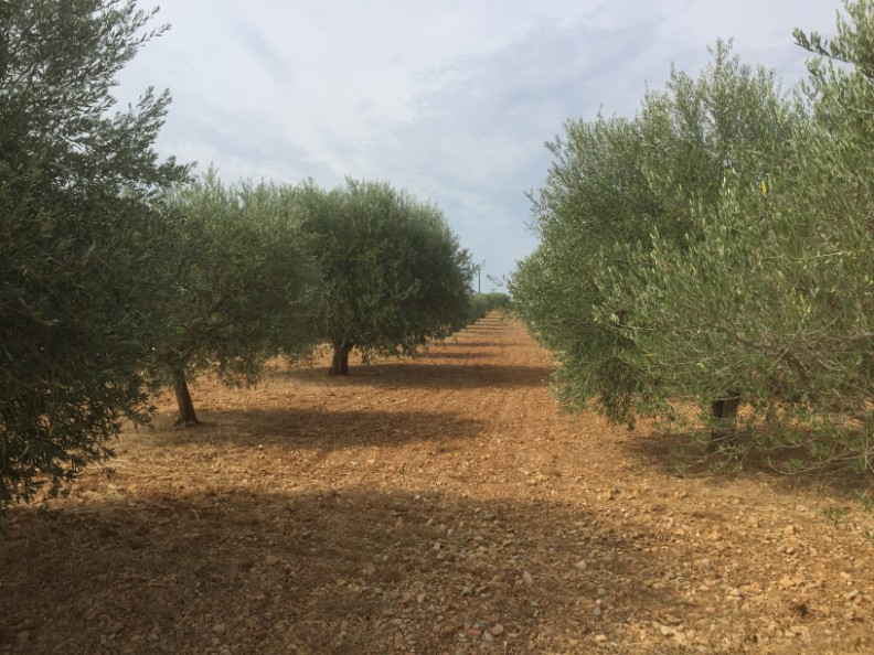 A typical olive grove
