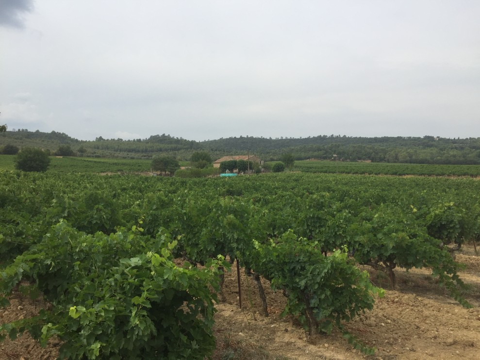 Dwelling hidden amongst the vineyards