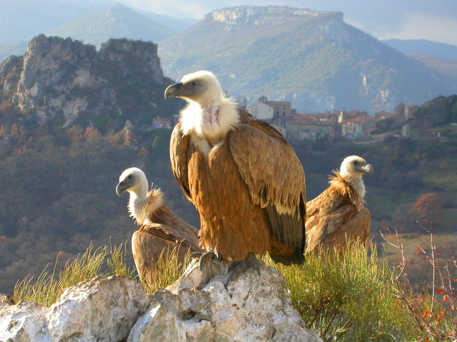 Vultures in the Gorges