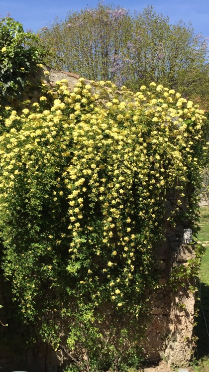 Yellow Evergreen Rose in courtyard