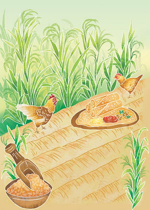 Agroecology -chickens