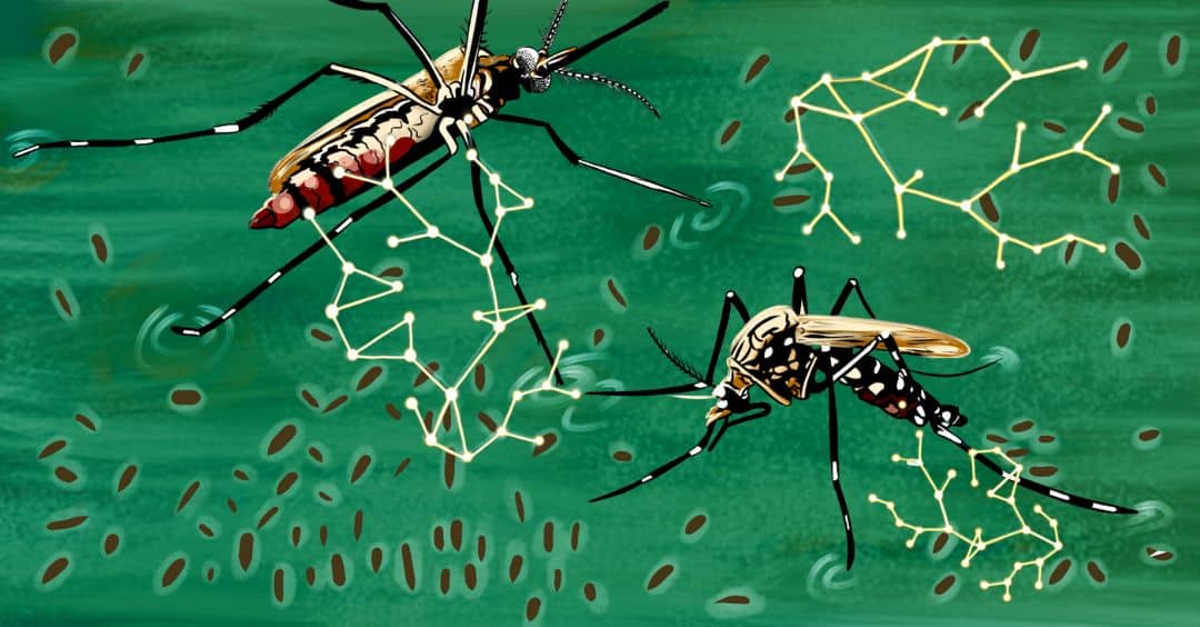 Malaria is being financialized as a vehicle for rogue capital